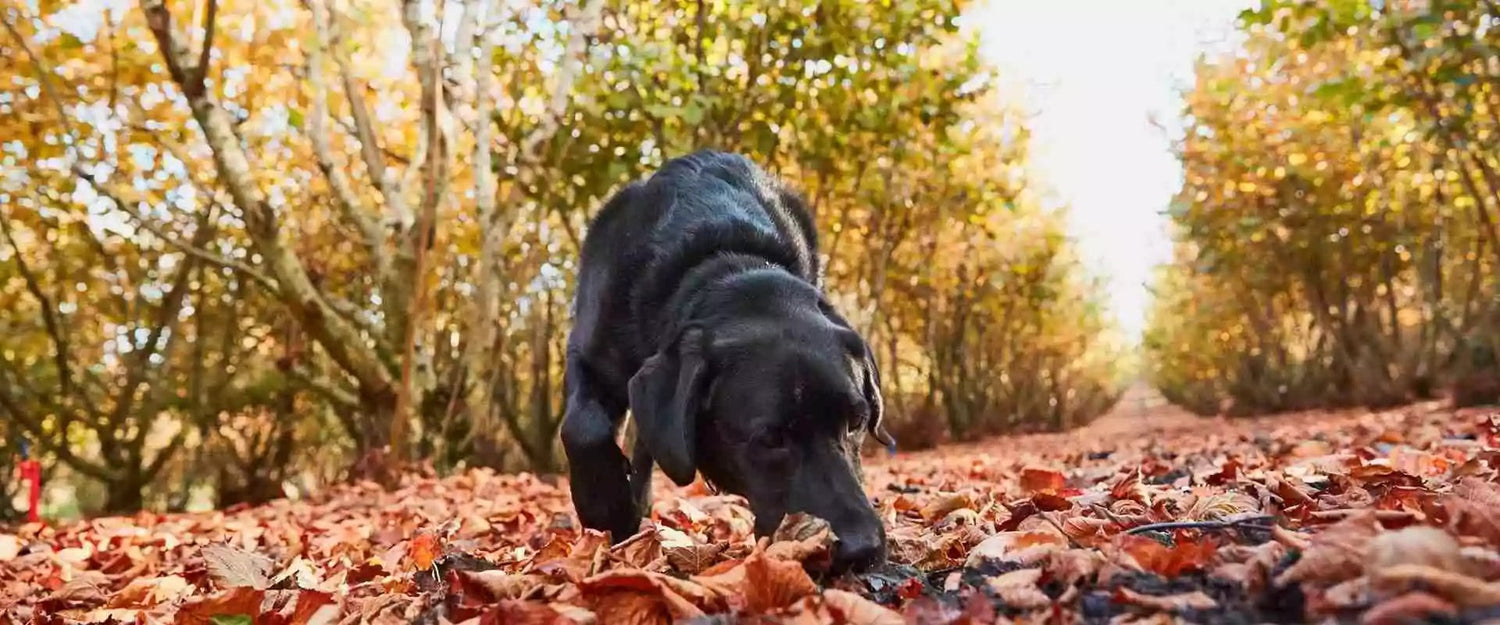 Truffle Dogs: Pioneering Canine Heroes in Black Truffle Harvest