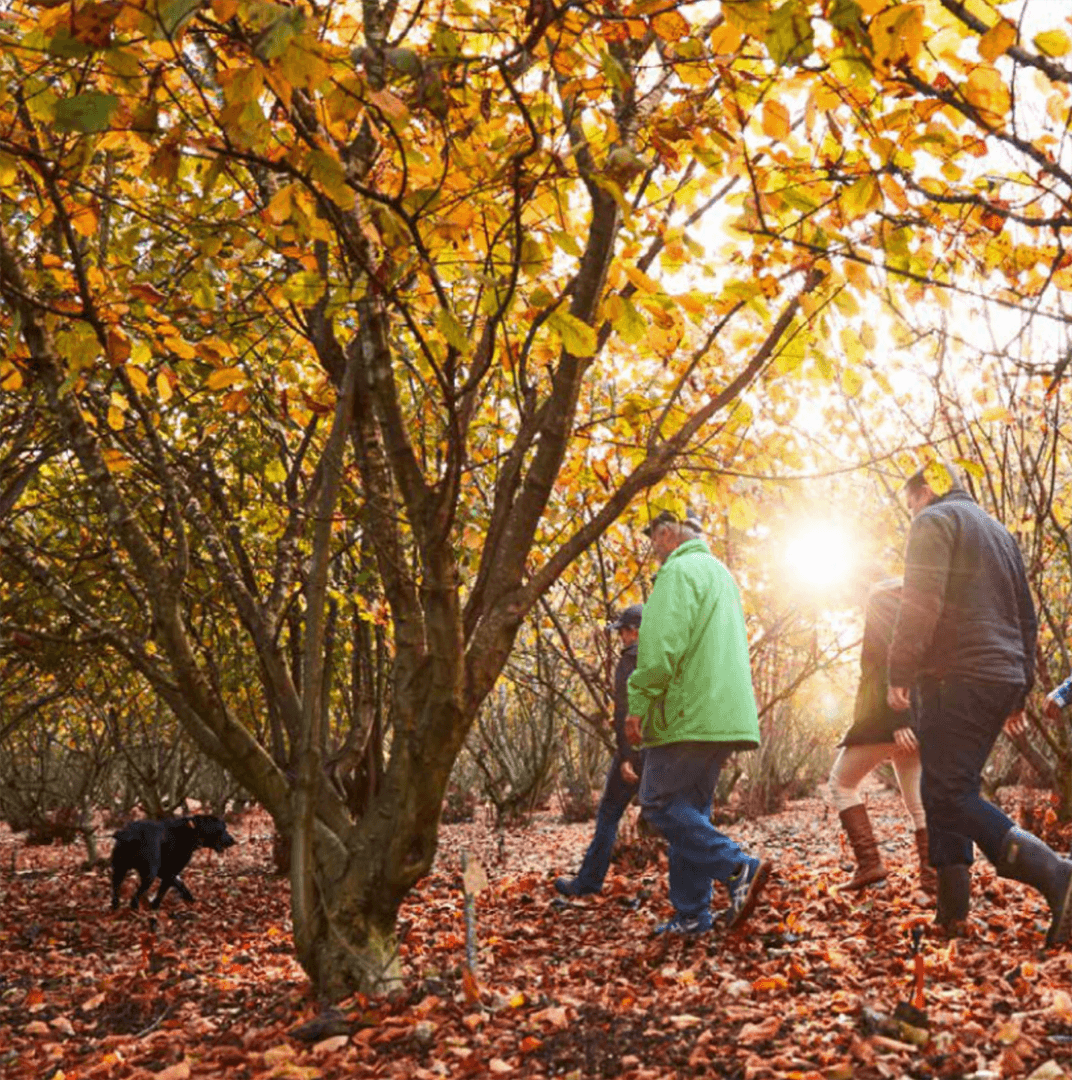 Truffle Hunting: Adventure from France to the Land Down Under
