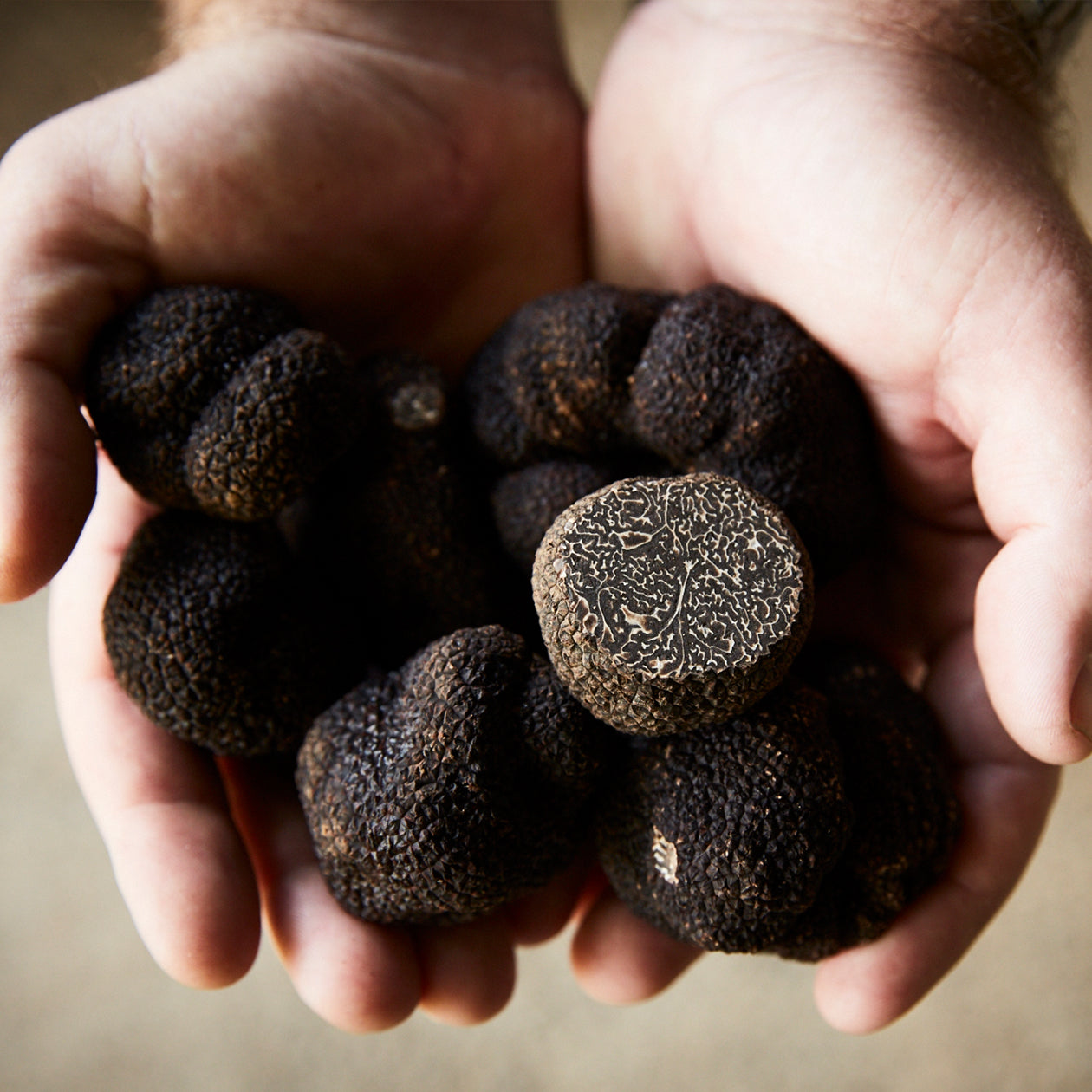 Fresh Black Périgord Truffles
