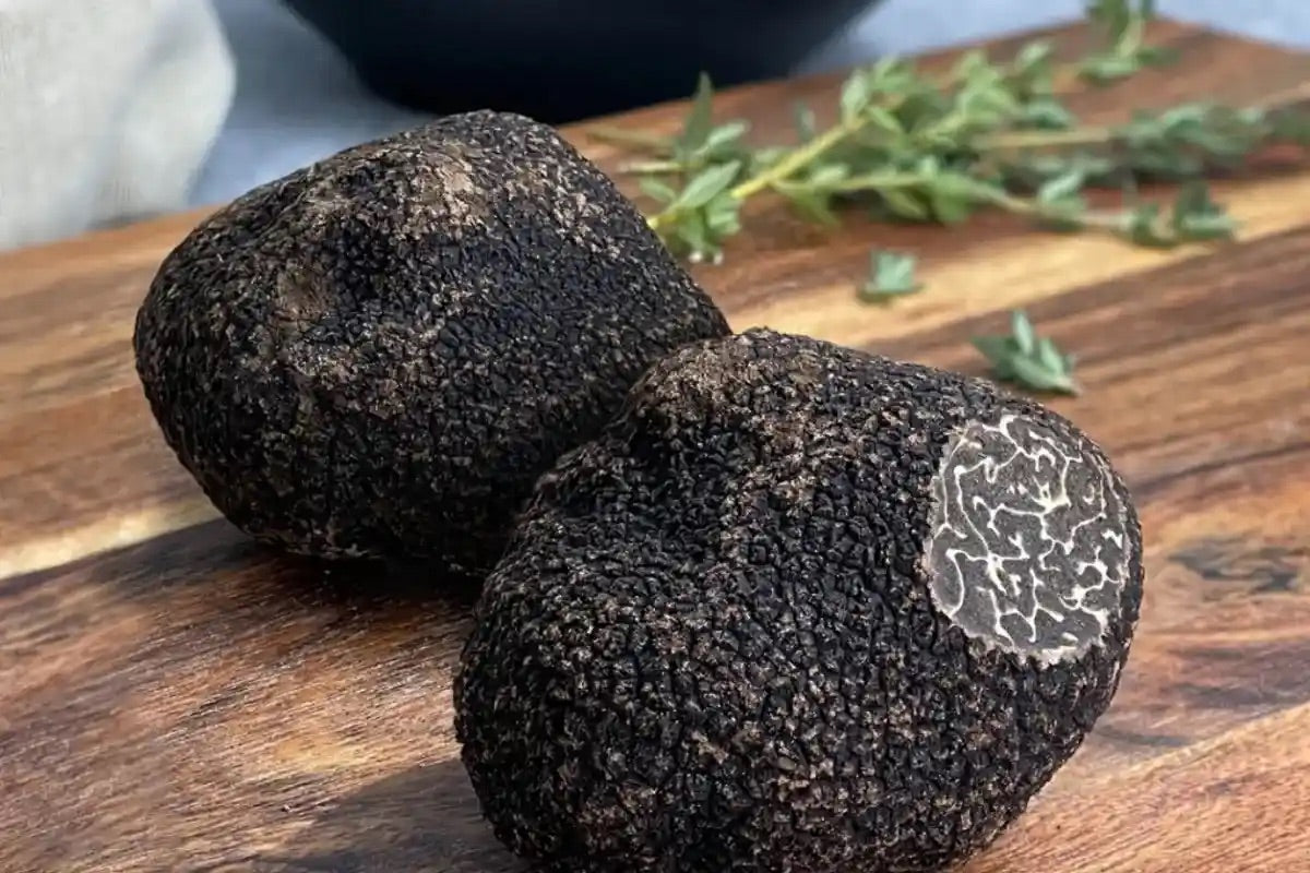 Fresh Black Périgord Truffles